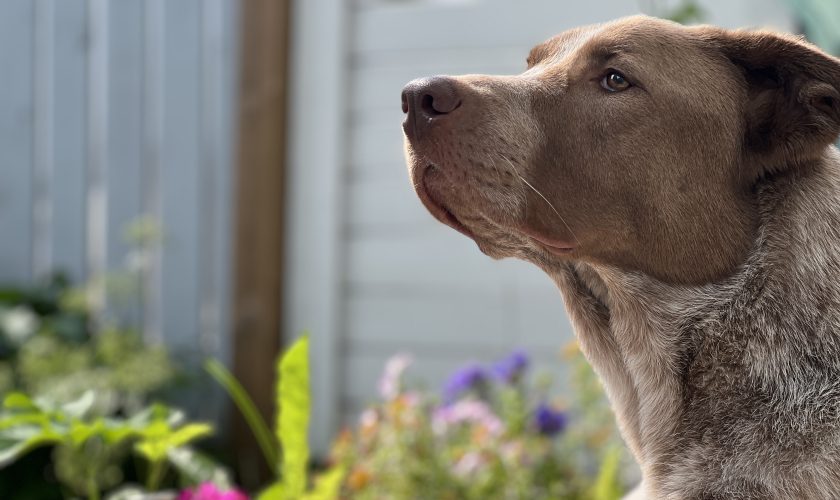 Koera EPI ehk pankrease puudulikkus – nähtamatu haigus, mis peidab end seedimisprobleemide taha